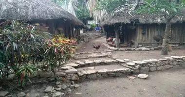 Primitive straw huts surrounded by jungle and a rooster in the middle of the pathway
