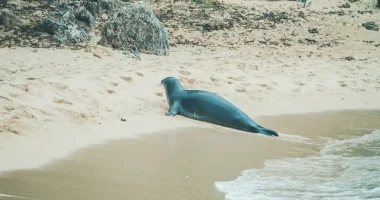 A Hawaiian Monk Seal walking out of the water on a sandy beach in Oahu, Hawaii