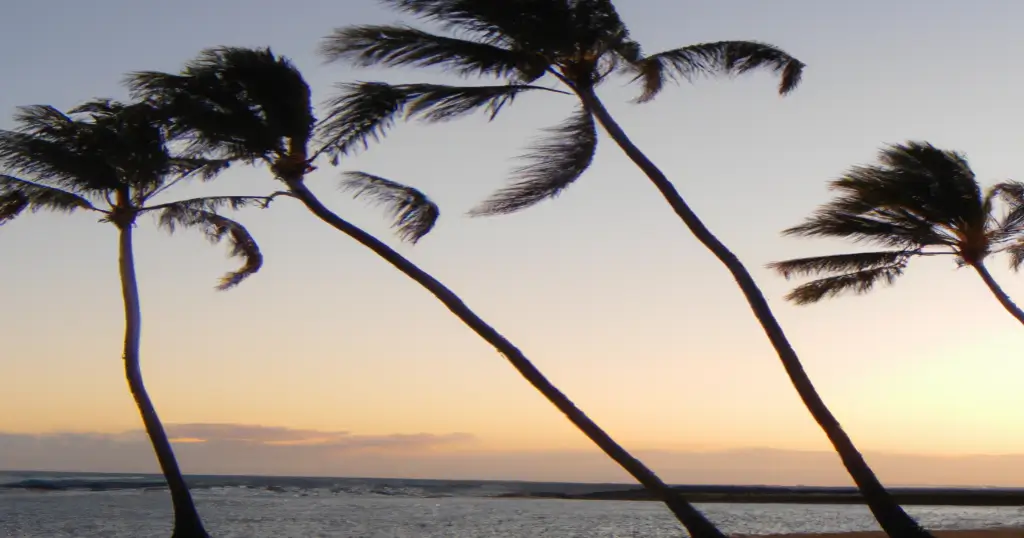 Silhouette of four crooked palm trees on a windy day during sunset