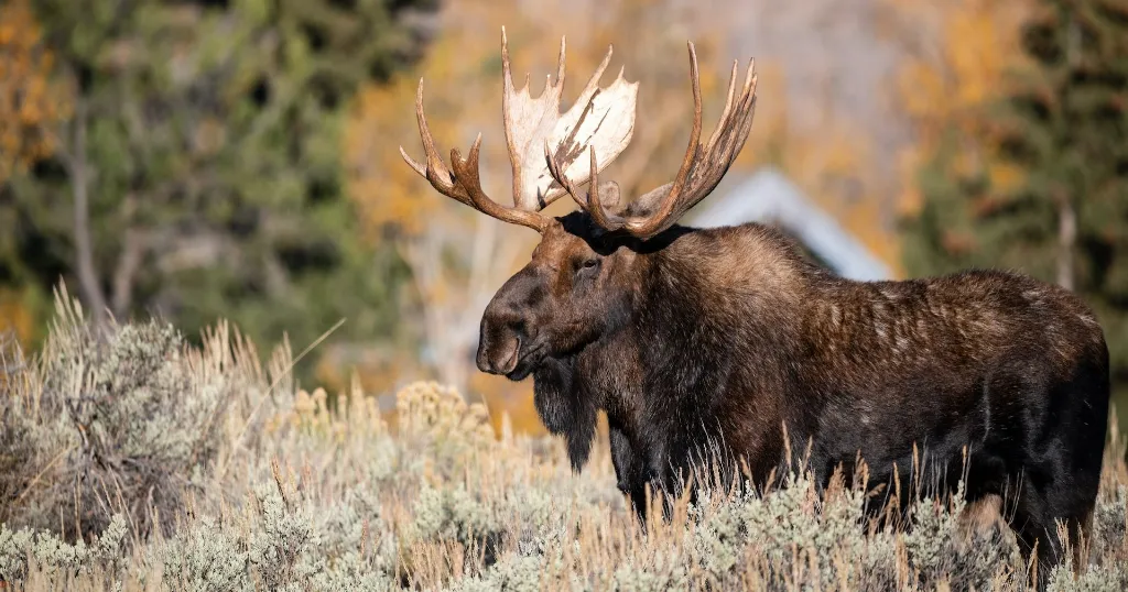 A male, brown moose in Yellowstone National Park during Autumn