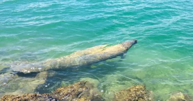 A manatee next to a rocky shore in Key Biscayne
