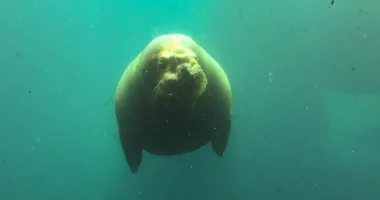 A sea lion in murky waters staring right at the camera