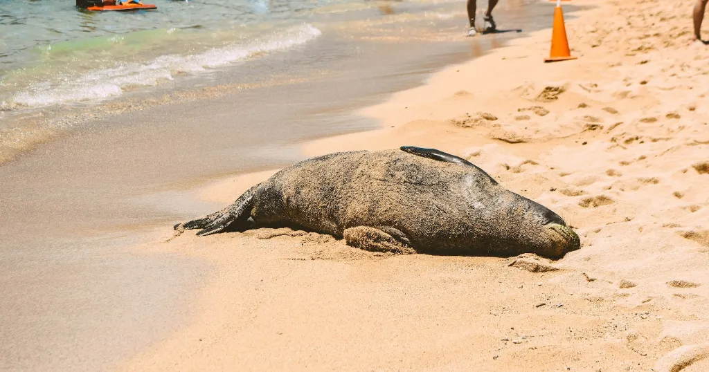 A Hawaiian Monk Seal covered in wet sand, basking in the sun on a Maui beach.