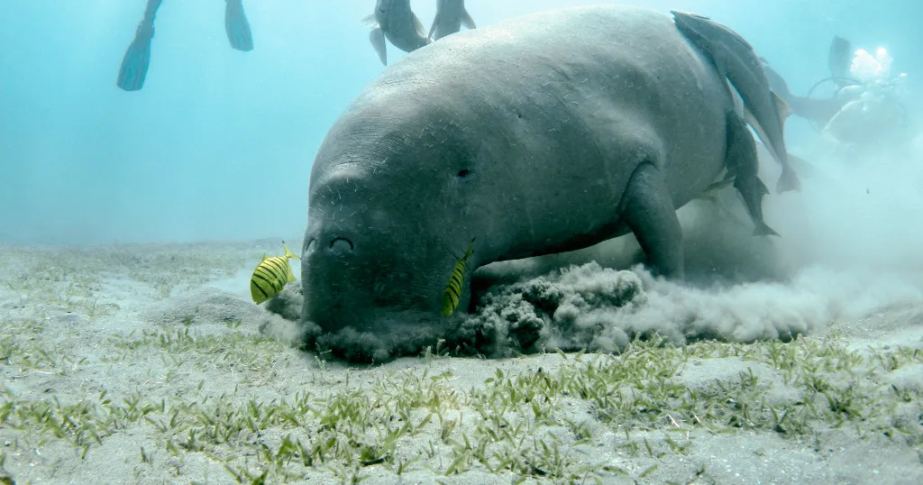 A manatee feeding on sea grass with divers in the background and yellow fishes close to its mouth.