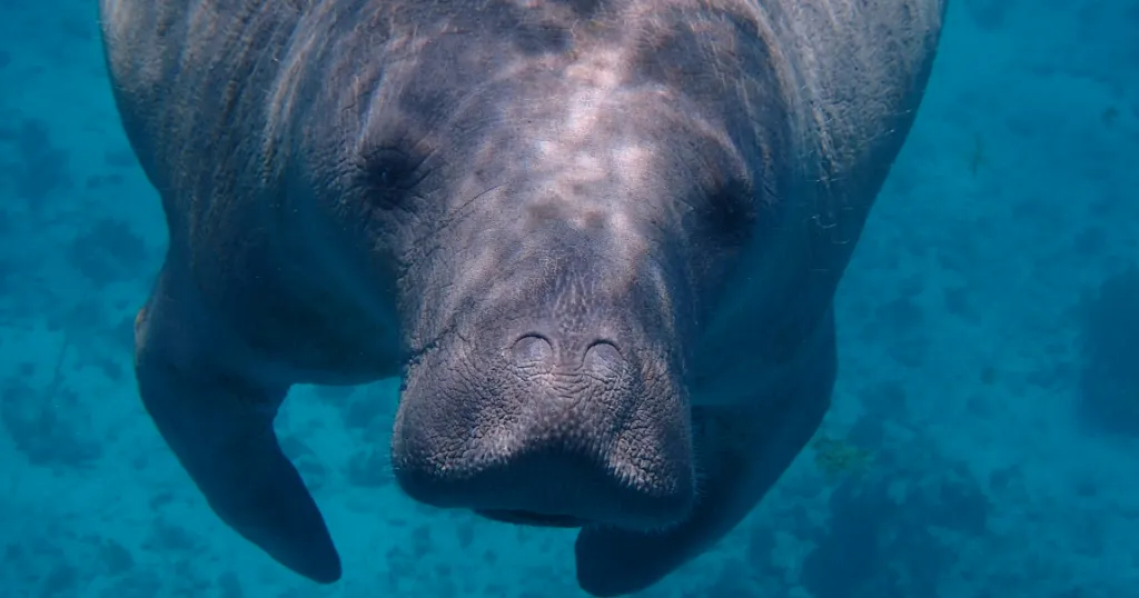 A calm manatee in clear ocean waters looking right at the camera